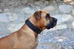 Kings Boerboel Alva